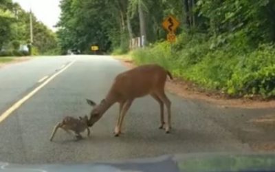 Lessons of Regulation from a Deer