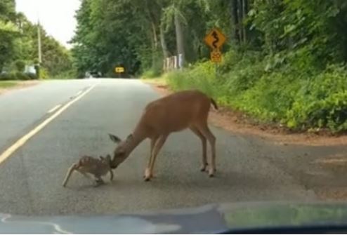 Lessons of Regulation from a Deer